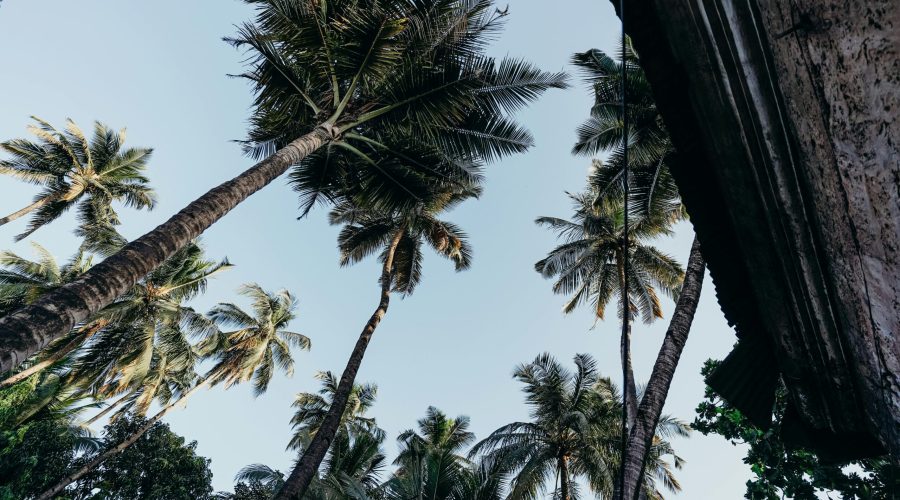 pexels-cottonbro-4428291